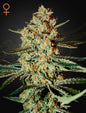 Himalaya Gold Strain Indica Marijuana Seeds