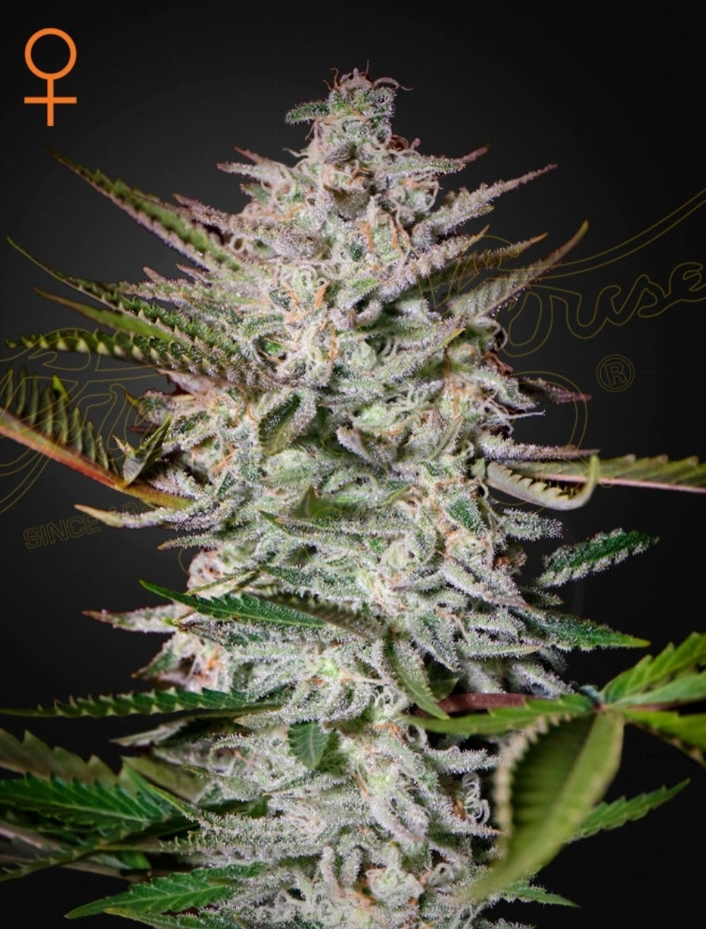 Holy Punch Strain Indica Marijuana Seeds