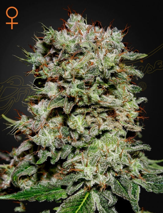 Kalashnikova Strain Indica Marijuana Seeds