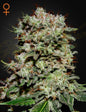 Kalashnikova Strain Indica Marijuana Seeds