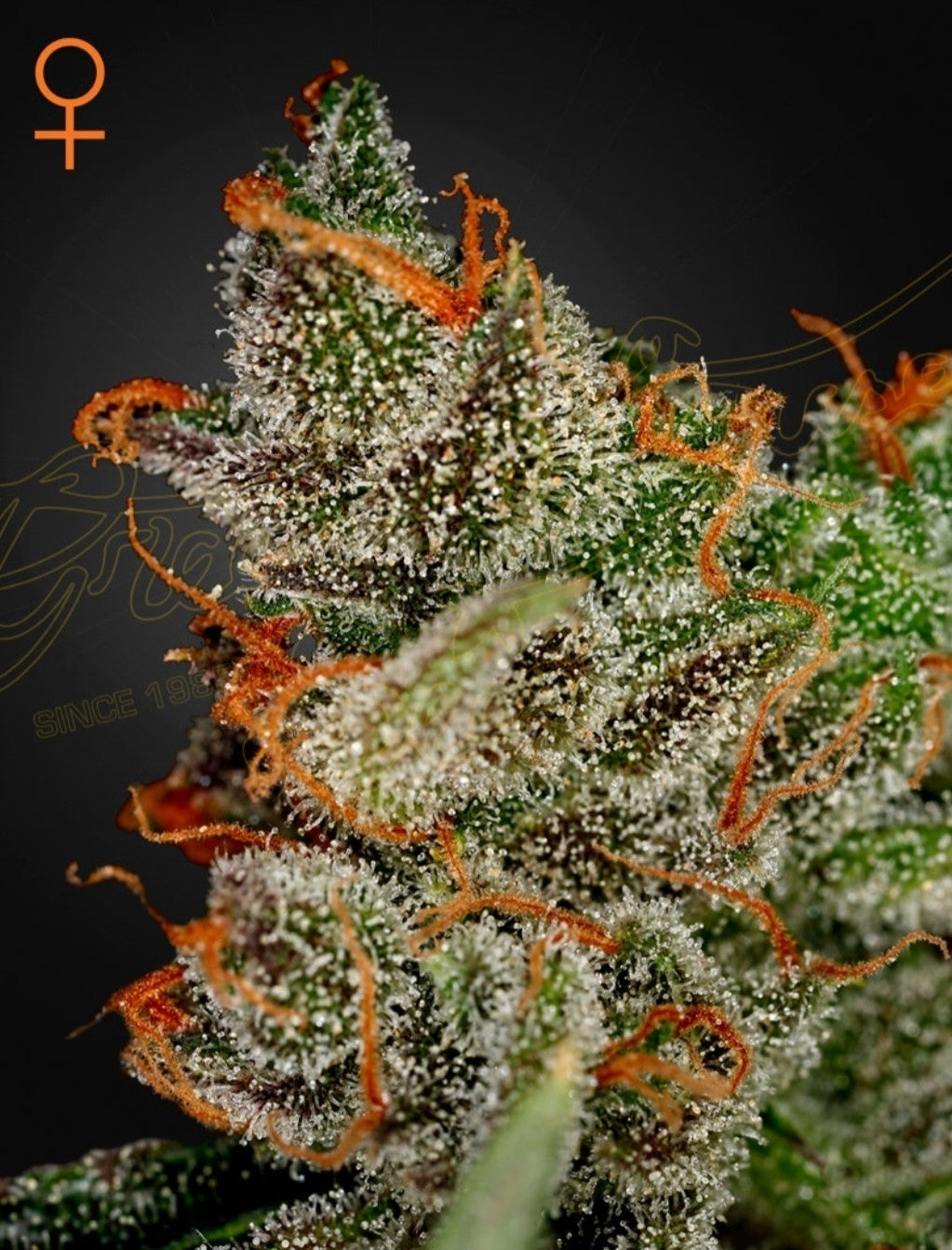 King’s Kush Indica Marijuana Seeds