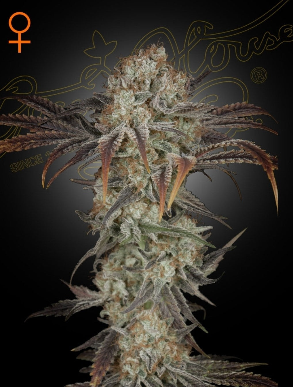 Money Maker Strain Indica Marijuana Seeds