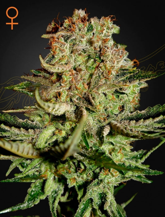 Super Bud Strain Indica Marijuana Seeds