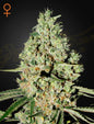 Super Critical Strain Indica Marijuana Seeds