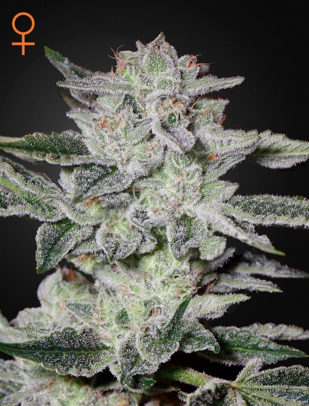 Sweet Valley Kush Indica Marijuana Seeds