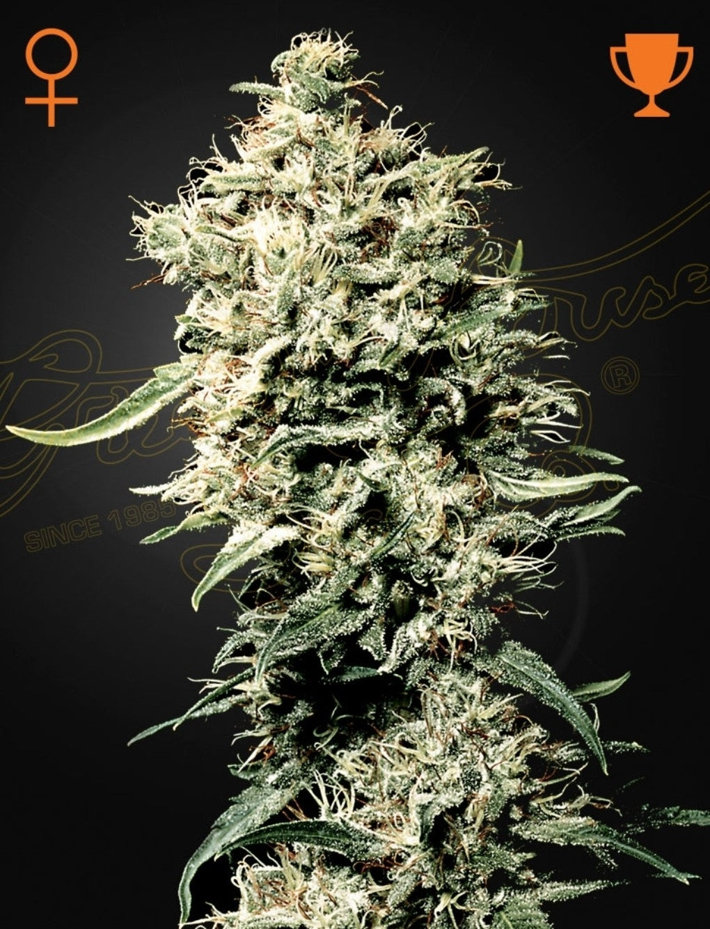 White Rhino Strain Indica Marijuana Seeds