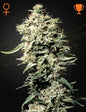 White Rhino Strain Indica Marijuana Seeds