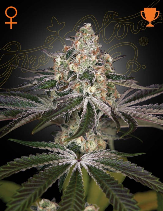 White Widow Strain Indica Marijuana Seeds