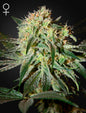 Damn Sour Strain Hybrid Marijuana Seeds