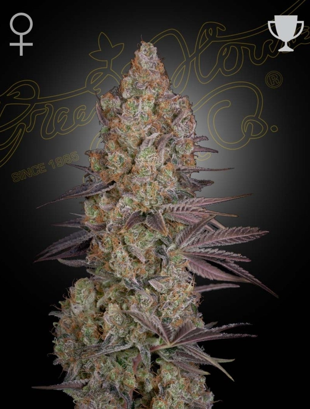 Exodus Cheese Strain Hybrid Marijuana Seeds