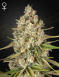 Lost Pearl Strain Hybrid Marijuana Seeds