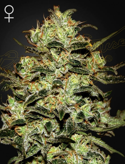 Moby Dick Strain Hybrid Marijuana Seeds