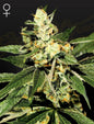 Train Wreck Strain Hybrid Marijuana Seeds