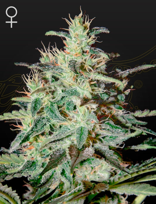 White Lemon Strain Hybrid Marijuana Seeds