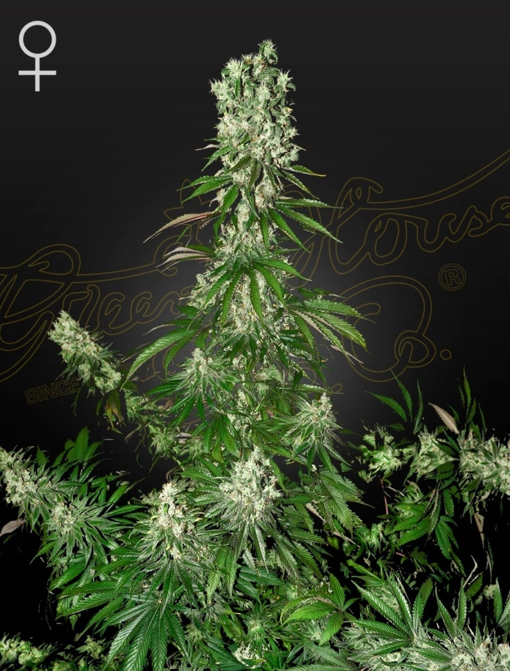 White Strawberry Skunk Strain Hybrid Marijuana Seeds