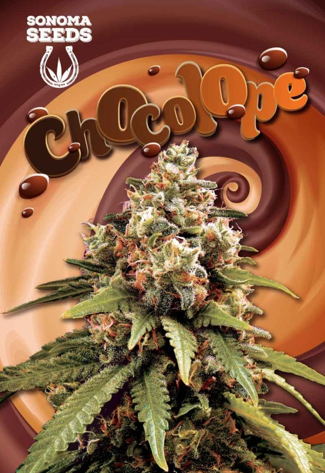 Chocolope Feminized Seeds