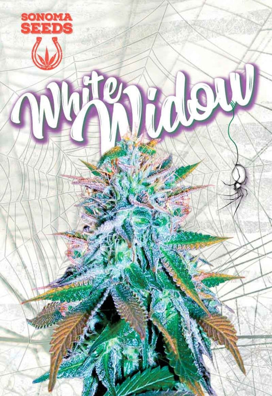 White Widow Feminized Seeds