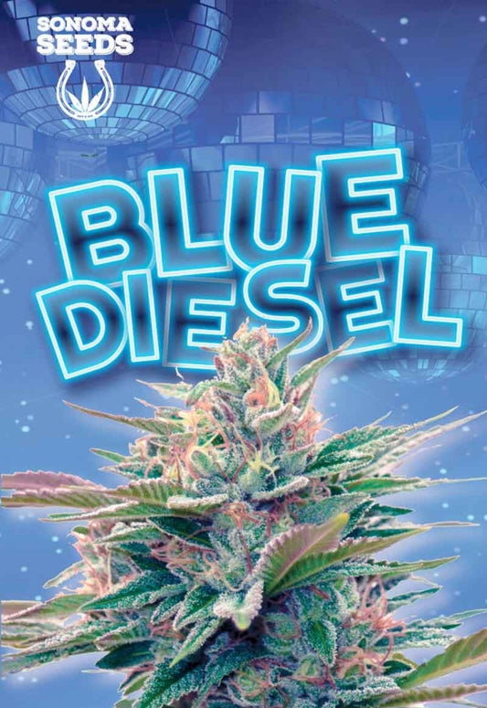 Blue Diesel Autoflowering Marijuana Seeds