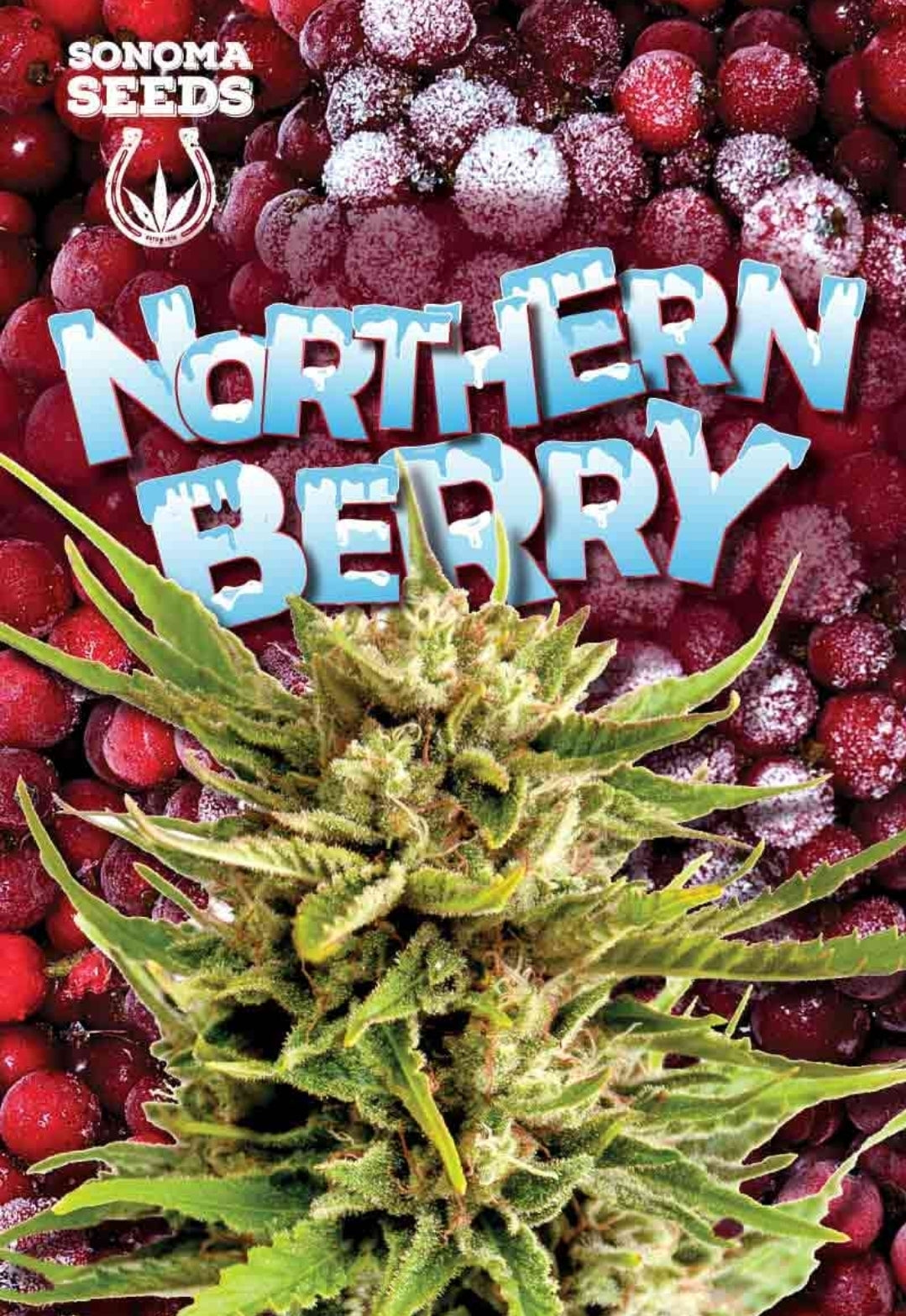 Northern Berry Autoflowering Marijuana Seeds